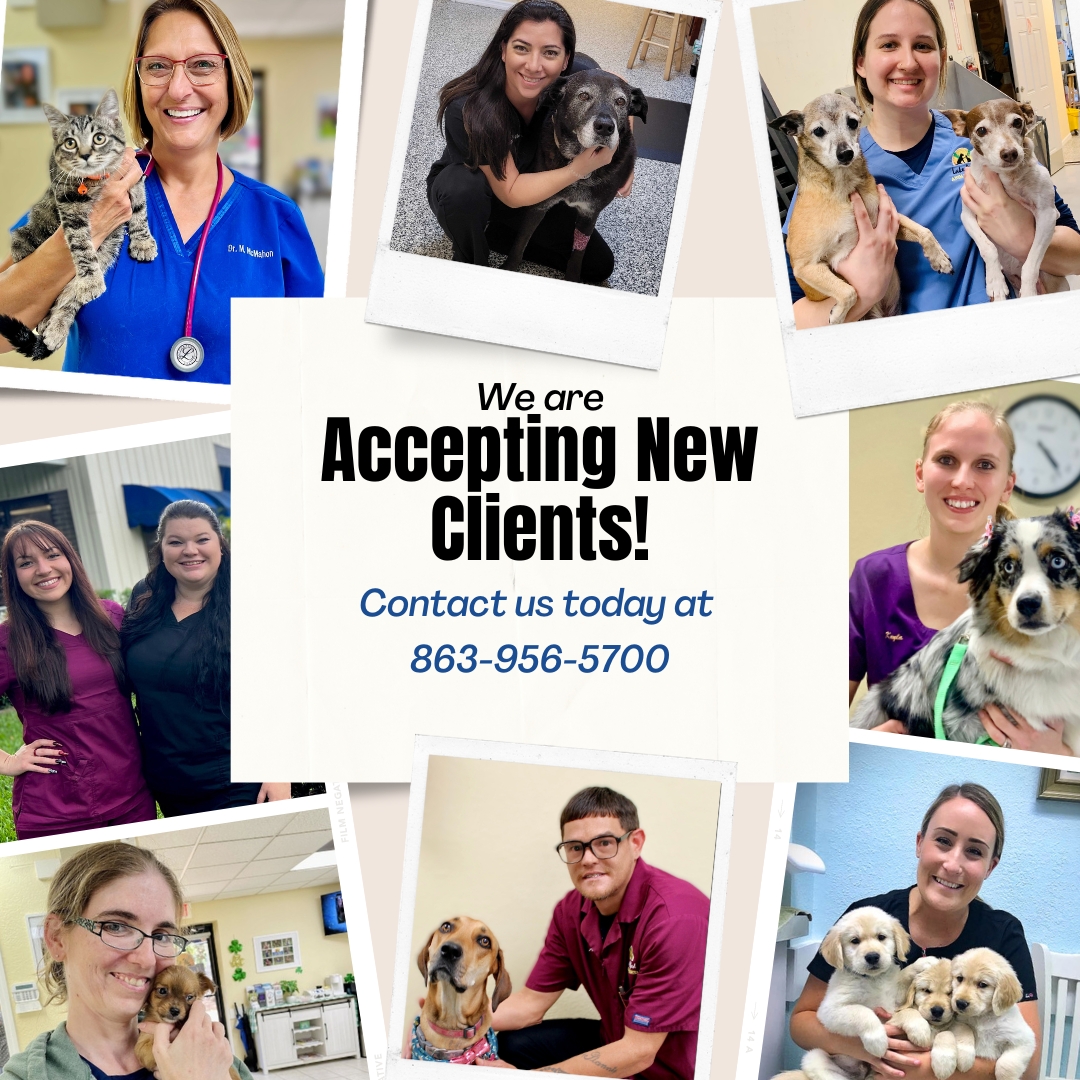 Lake Alfred Animal Hospital Lake Alfred Veterinarians